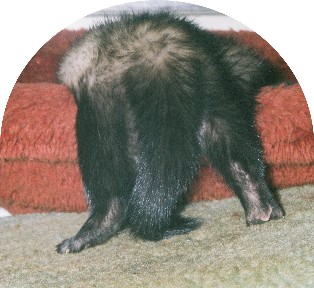 Cute Ferret Backside in Bed